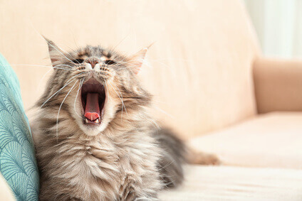 Katze gähnt auf Couch