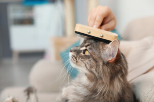 Katze wird gestreichelt