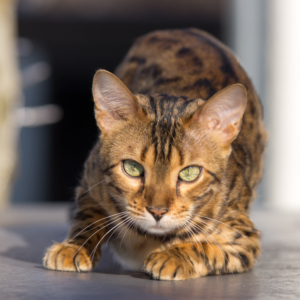 Bengal Katze Herkunft Steckbrief Charakter Haltung