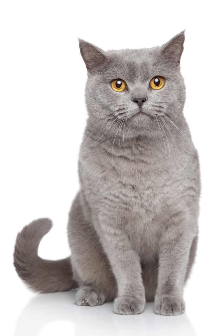 Britisch Kurzhaar Katze | Herkunft | Steckbrief | Charakter | Haltung