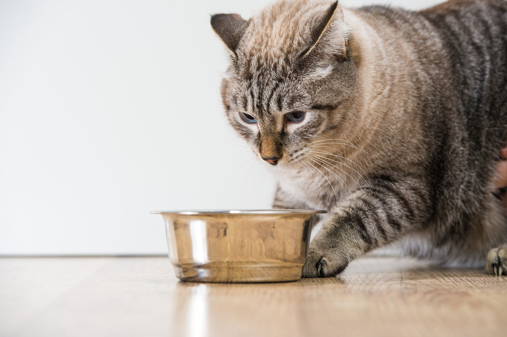 Katzenfutter ohne Zucker | Ernähre deine Katze gesund und artgerecht