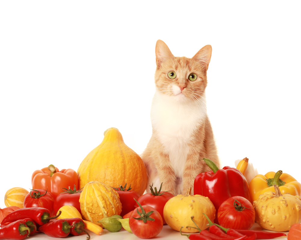 Veganes Katzenfutter