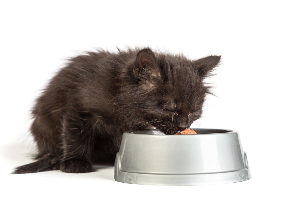 Hypoallergenes Katzenfutter mit Katze