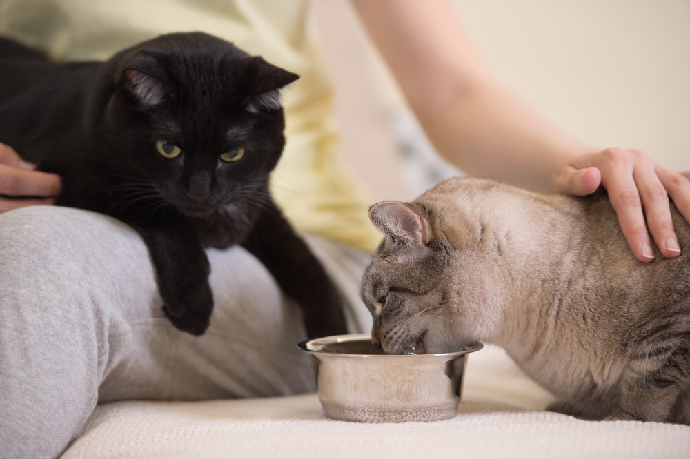 Katzen am Napf