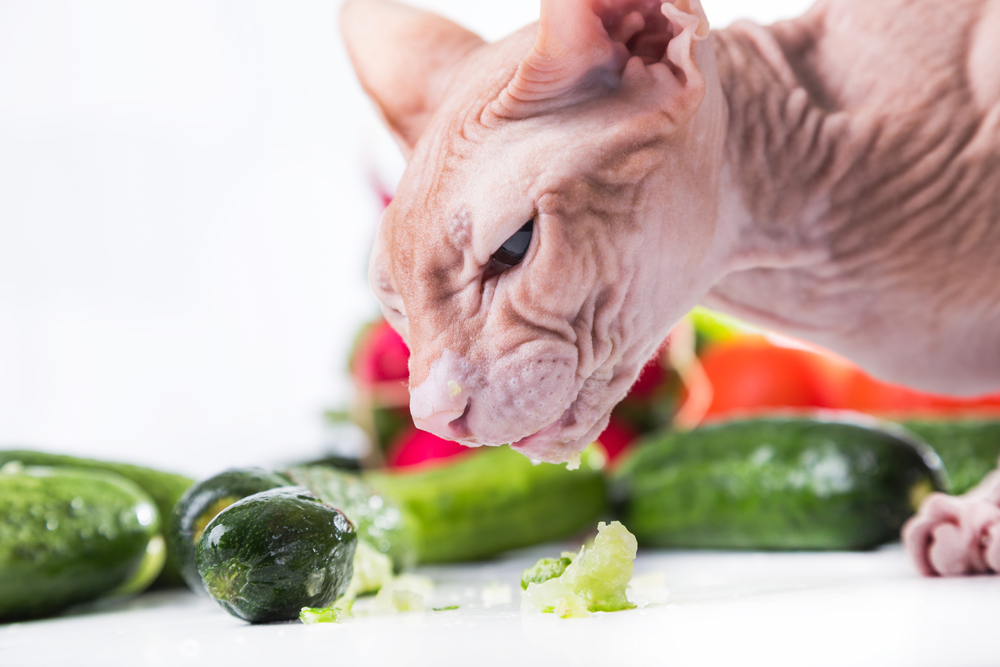 Katze und Gemüse