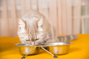 Diätfutter für Katzen