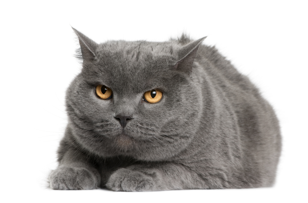Karthäuser Katze