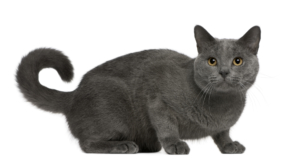 Karthäuser Katze