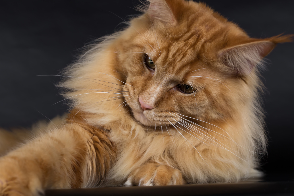 Maine Coon Katze Herkunft Steckbrief Charakter