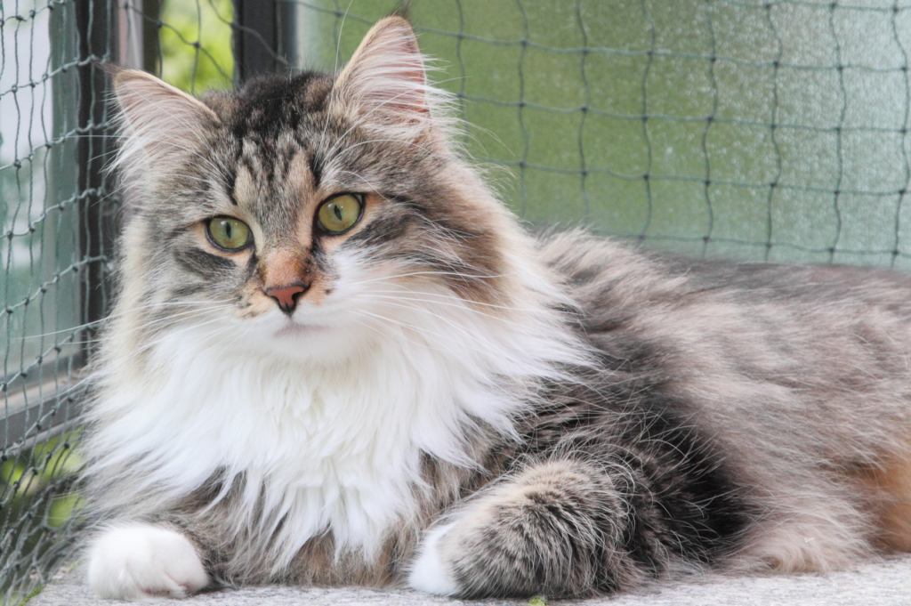 Sibirische Katze